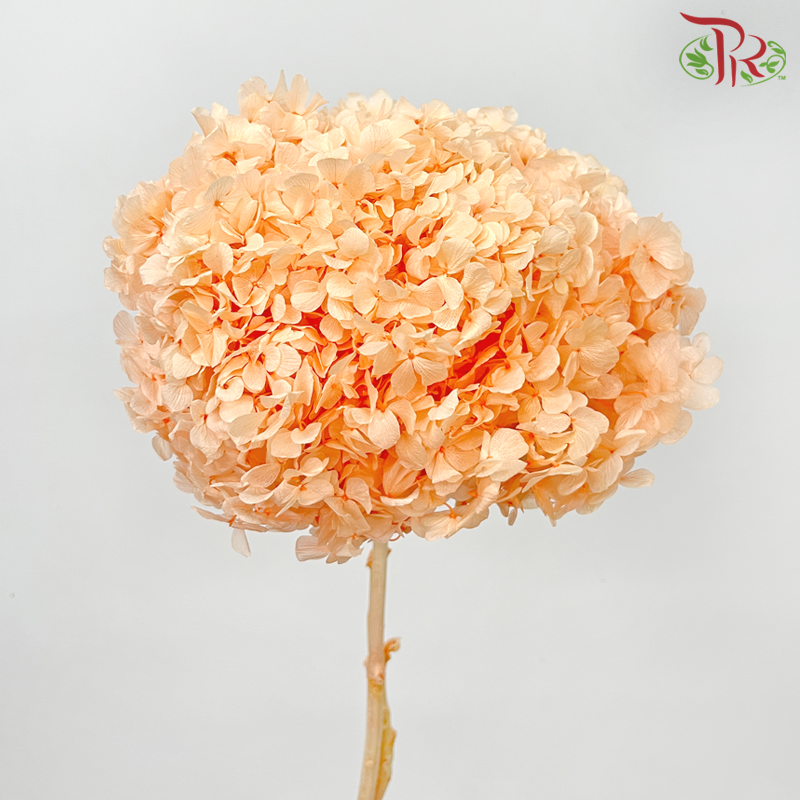 Preserved Hydrangea - Orange (Per Stem) - Pudu Ria Florist