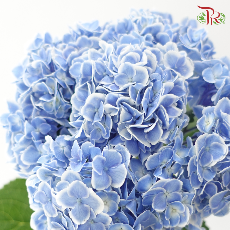 Hydrangea - Peacock Blue With White Outline (Per Stem)