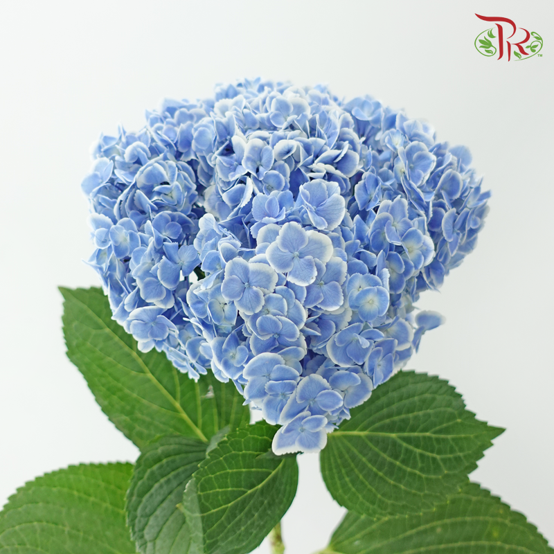 Hydrangea - Peacock Blue With White Outline (Per Stem)