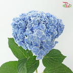 Hydrangea - Peacock Blue With White Outline (Per Stem)