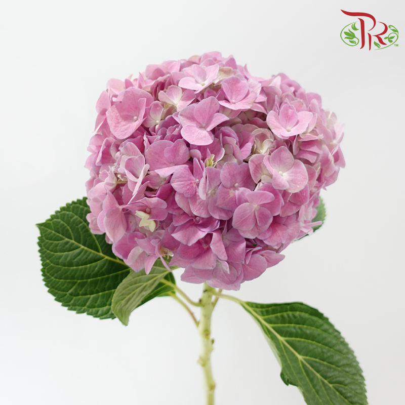 Hydrangea - Sweet Pink (Per Stem)