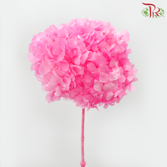 Hydrangea yang diawet - Bubblegum Pink (Se Batang)