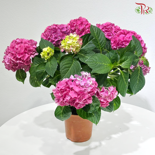 Hydrangea Hi Meadow《绣球花》