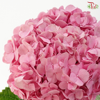 Hydrangea Sharp Petals - Sweet Pink 2 (Per Stem)