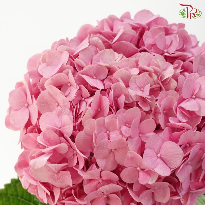 Hydrangea Sharp Petals - Sweet Pink 2 (Per Stem)