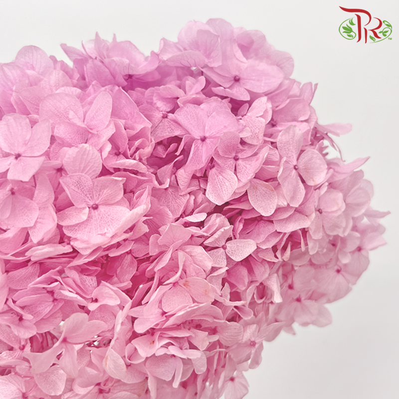 Preserved Hydrangea - Sweet Pink in Two Tone (Per Stem) - Pudu Ria Florist