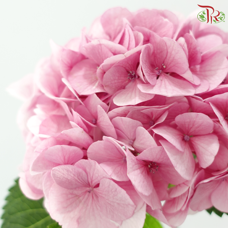 Hydrangea - Sweet Pink (Per Stem)