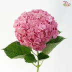 Hydrangea Sharp Petals - Sweet Pink 2 (Per Stem)