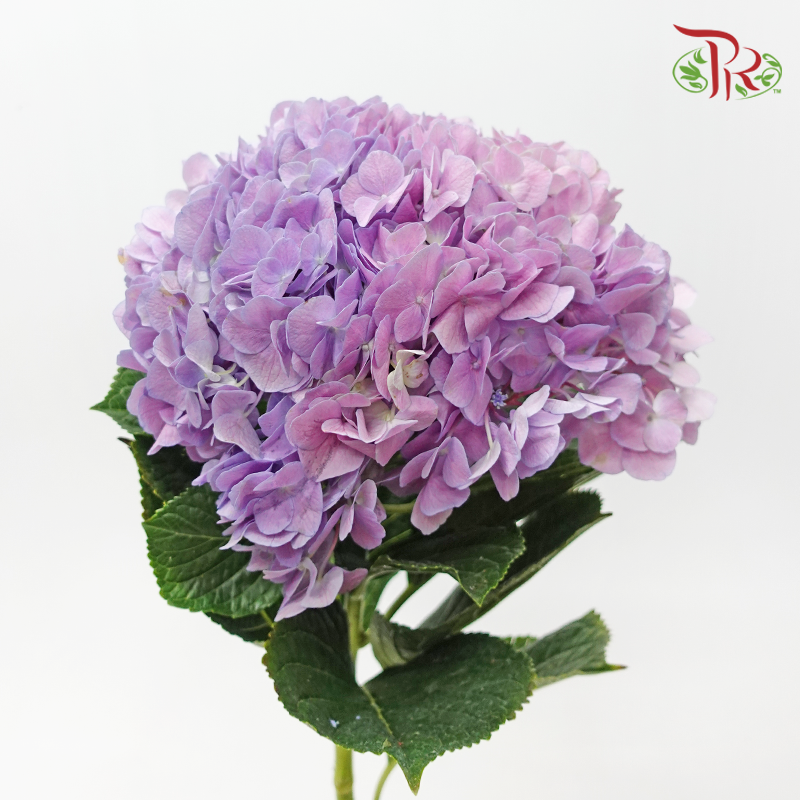 Hydrangea - Double Tone Pink & Purple (Per Stem)