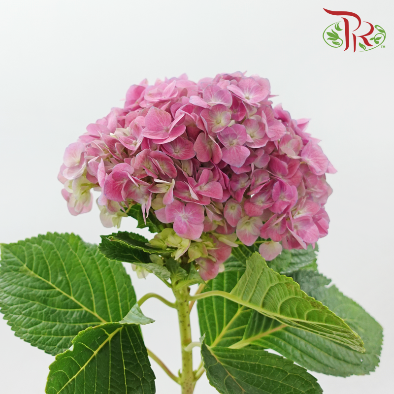 Hydrangea - Raisin Purplish Pink (Per Stem) *Capitulum Measurement 14-16cm*