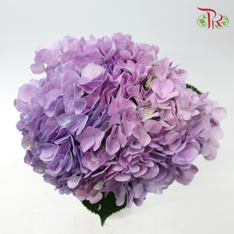 Hydrangea - Double Tone Pink & Purple (Per Stem)