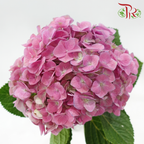Hydrangea - Raisin Purplish Pink (Per Stem) *Capitulum Measurement 14-16cm*