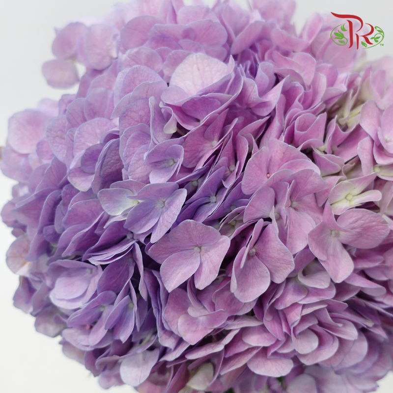 Hydrangea - Double Tone Pink & Purple (Per Stem)