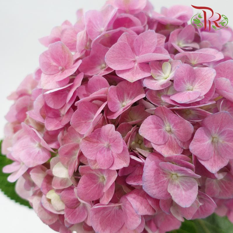 Hydrangea - Raisin Purplish Pink (Per Stem) *Capitulum Measurement 14-16cm*