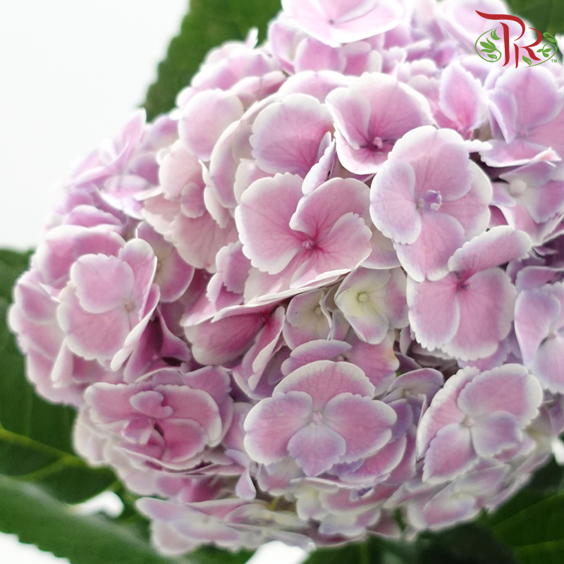 Hydrangea - Bicolour Mauve Lilac (Per Stem)