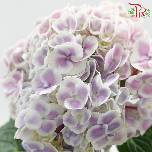 Hydrangea - Bicolour Pink Purple With White Outline (Per Stem)