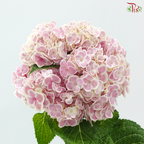 Hydrangea - Pink With White Outline (Per Stem)