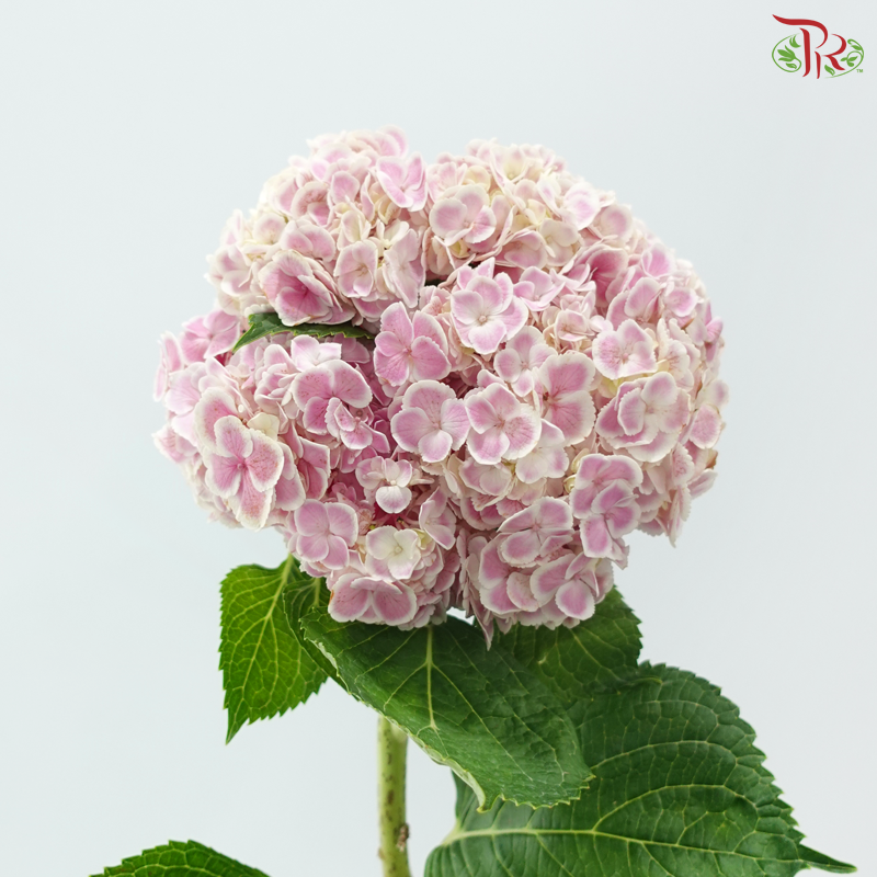 Hydrangea - Pink With White Outline (Per Stem)