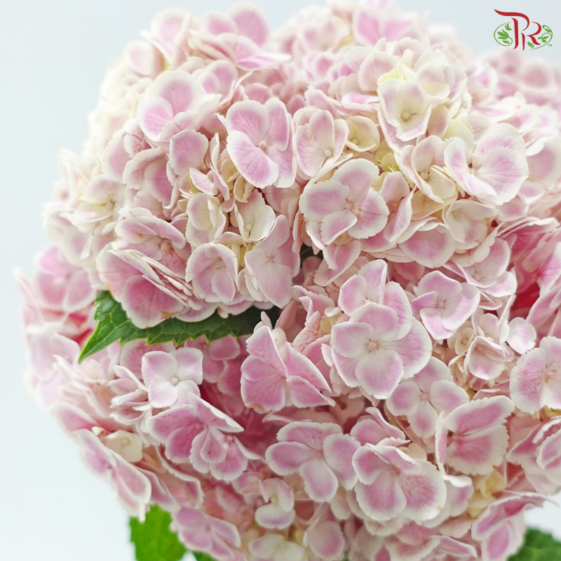 Hydrangea - Pink With White Outline (Per Stem)