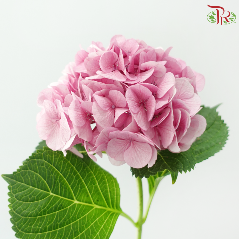 Hydrangea - Sweet Pink (Per Stem)