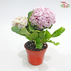 Hydrangea《绣球花》（Random Choose Color)