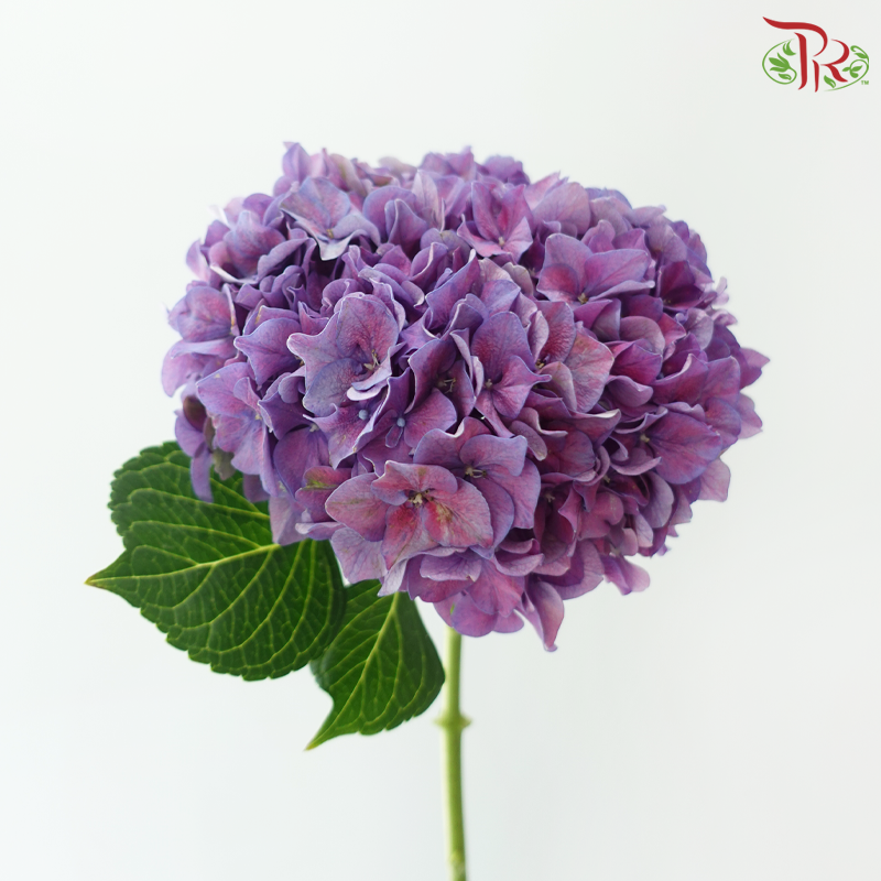 Hydrangea - Purple Twilight (Per Stem)