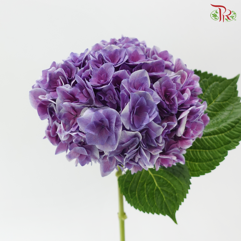 Hydrangea - Moon Goddess (Per Stem)