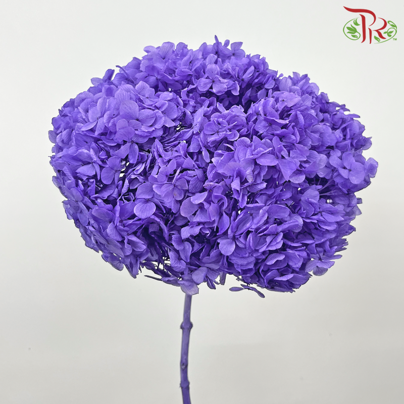 Preserved Hydrangea - Purple (Per Stem) - Pudu Ria Florist