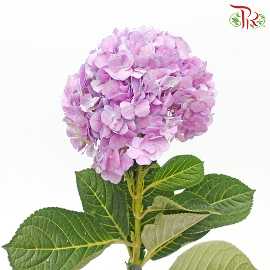 Hydrangea - Purple (Per Stem) - Pudu Ria Florist