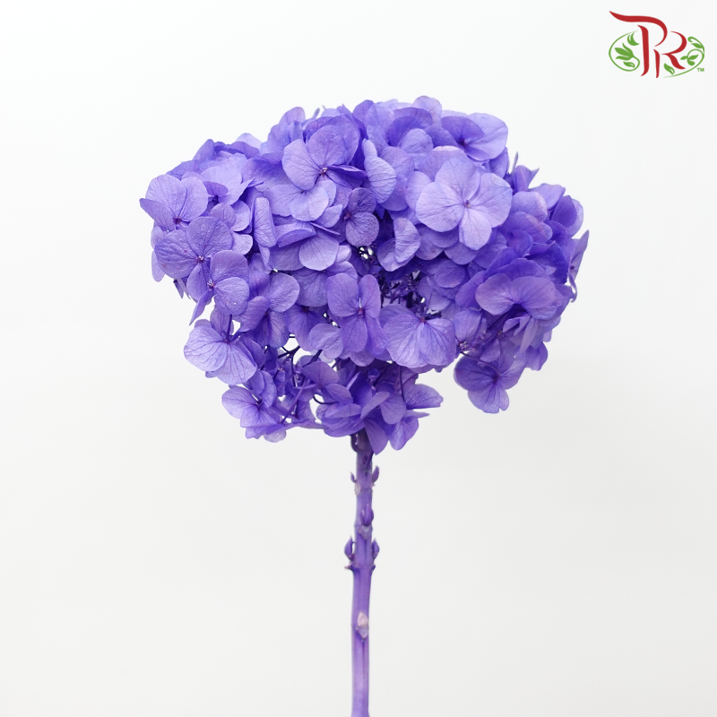 Preserved Hydrangea - Iris Purple (Per Stem)
