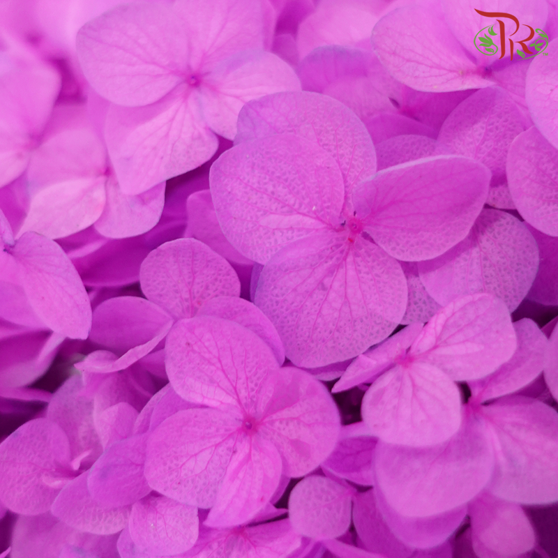 Preserved Hydrangea - Purple (Per Stem) - Pudu Ria Florist