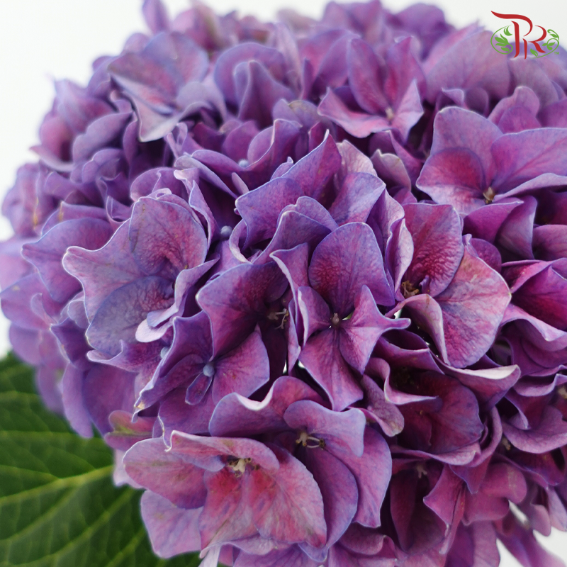 Hydrangea - Purple Twilight (Per Stem)