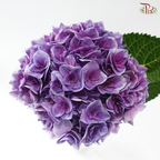 Hydrangea - Moon Goddess (Per Stem)