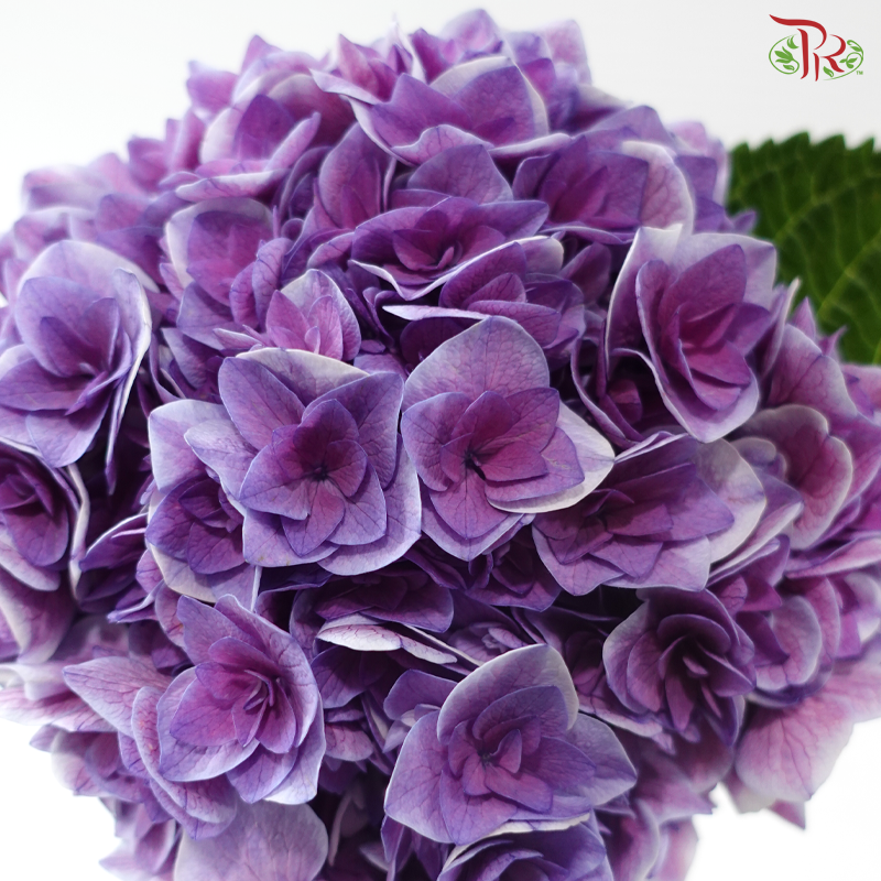 Hydrangea - Moon Goddess (Per Stem)