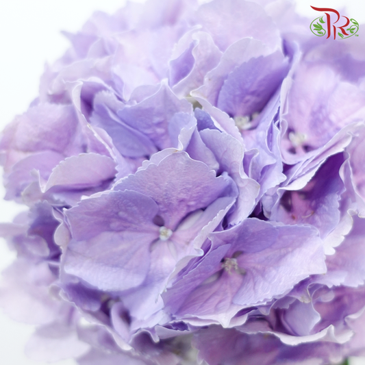 绣球花 - 靛紫（每茎）
