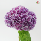 Hydrangea - Deep Lilac (Per Stem)