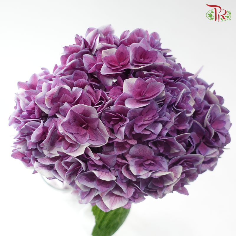 Hydrangea - Deep Lilac (Per Stem)