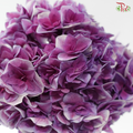 Hydrangea - Deep Lilac (Per Stem)