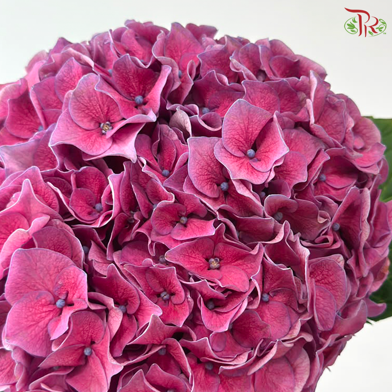 Hydrangea - Bright Purple (Per Stem)