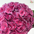 Hydrangea - Bright Purple (Per Stem)