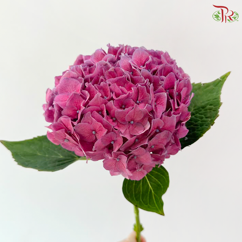 Hydrangea - Bright Purple (Per Stem)