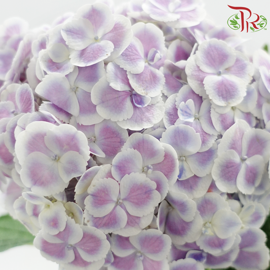 Hydrangea - Purple With White Outline (Per Stem)