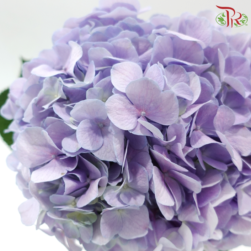 Hydrangea - Purple Twilight (Per Stem)