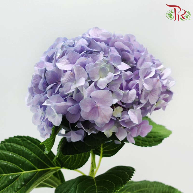 Hydrangea - Purple Twilight (Per Stem)