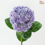 Hydrangea - Purple With Outline (Per Stem)