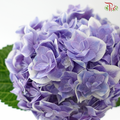 Hydrangea - Purple With Outline (Per Stem)