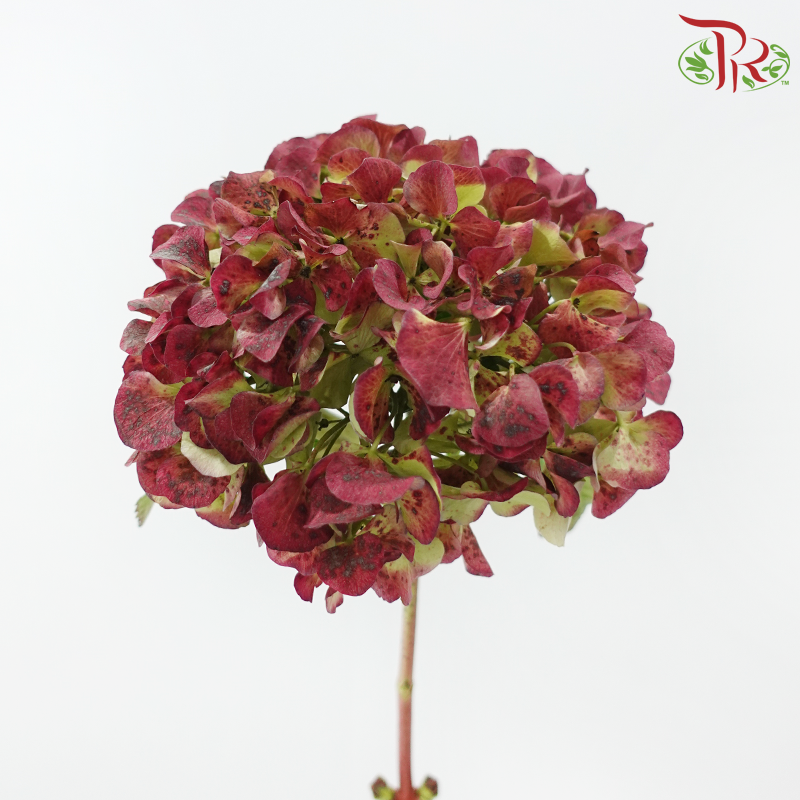 Hydrangea - Bicolour Pink With Green (Per Stem)