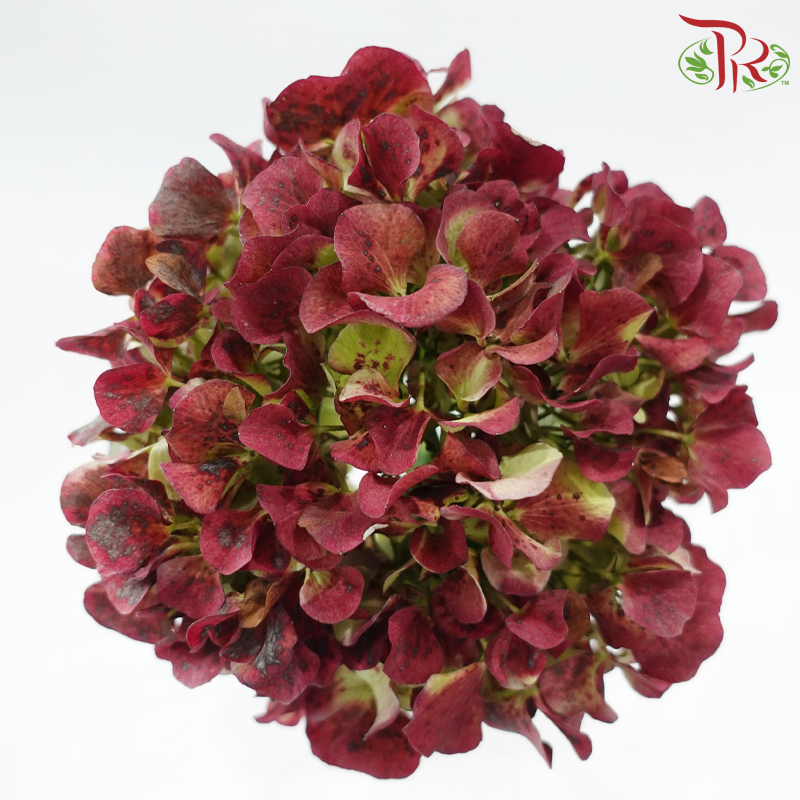 Hydrangea - Bicolour Pink With Green (Per Stem)