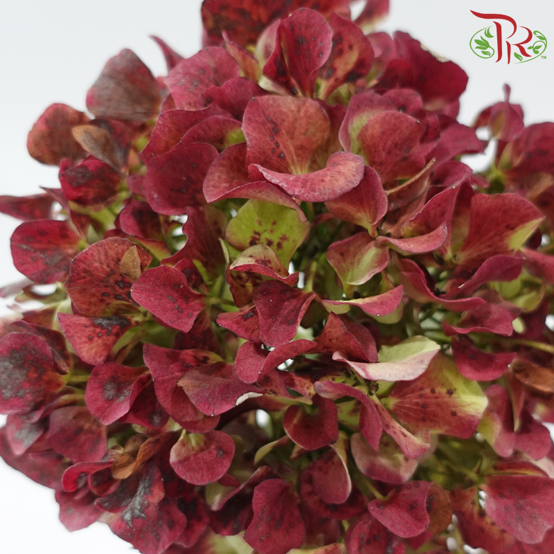 Hydrangea - Bicolour Pink With Green (Per Stem)