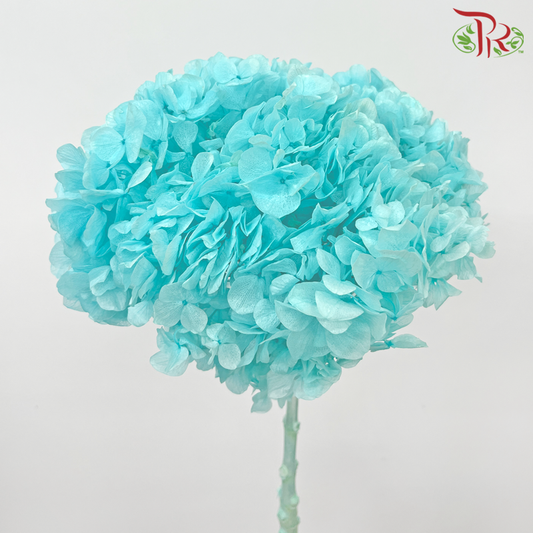 Preserved Hydrangea - Turquoise (Per Stem) - Pudu Ria Florist
